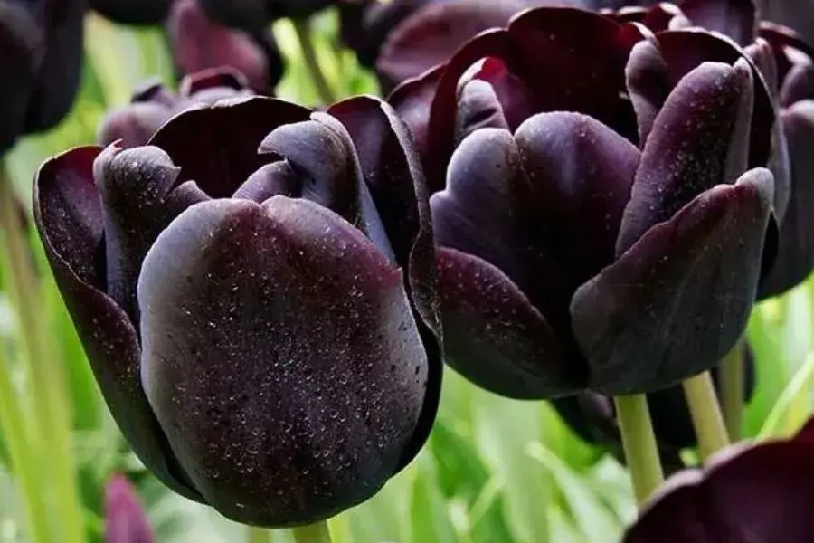 Black Tulip Variant Plant