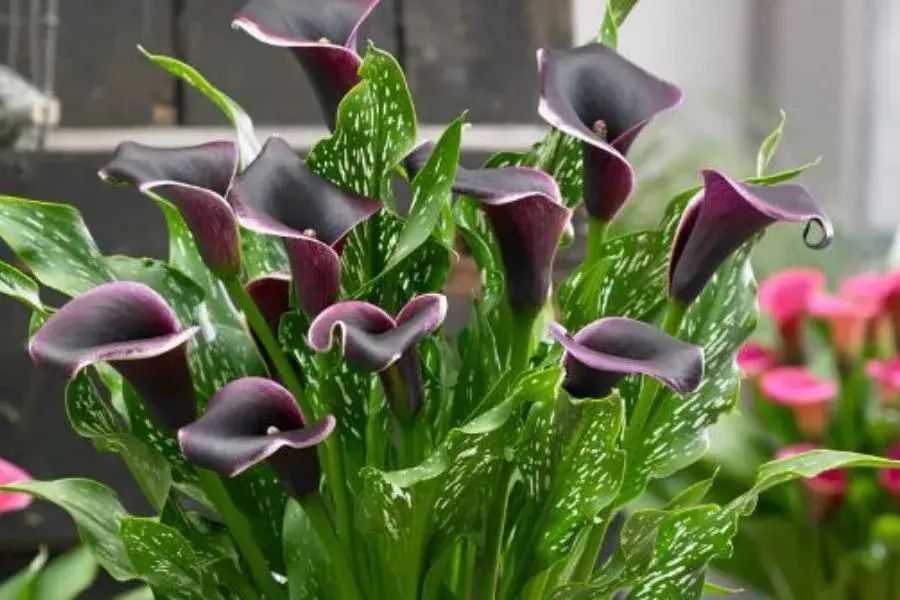 Black Calla Lily Flowers