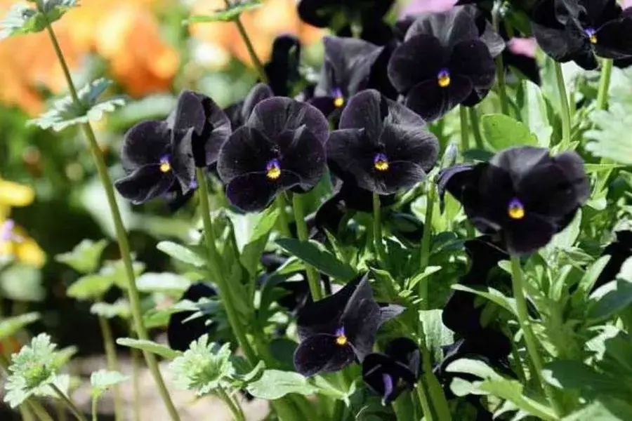 Black Viola (Viola 'Bowles Black')