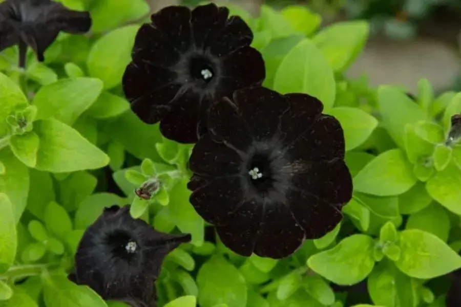 Black colored flowers