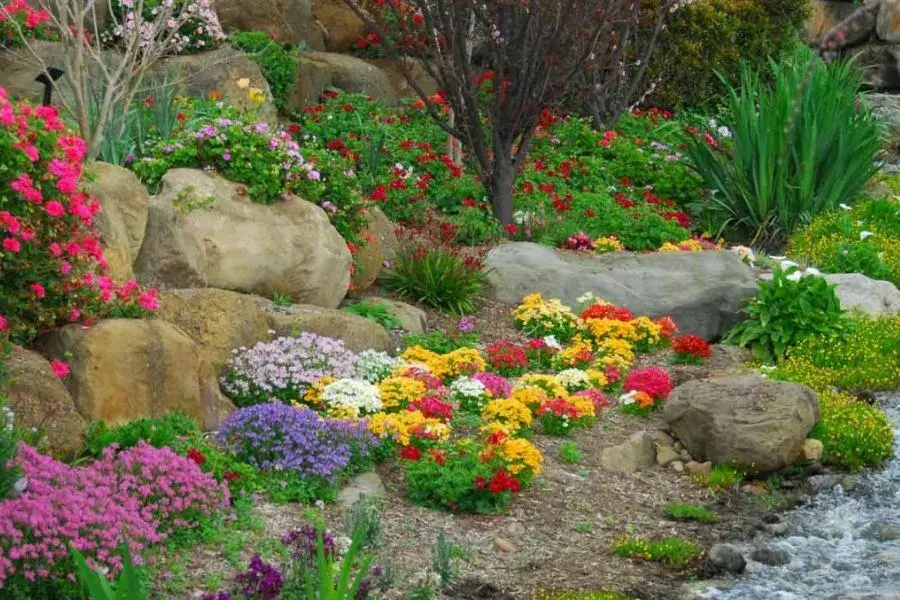 Colorful Dwarf Shrubs on Rock Garden