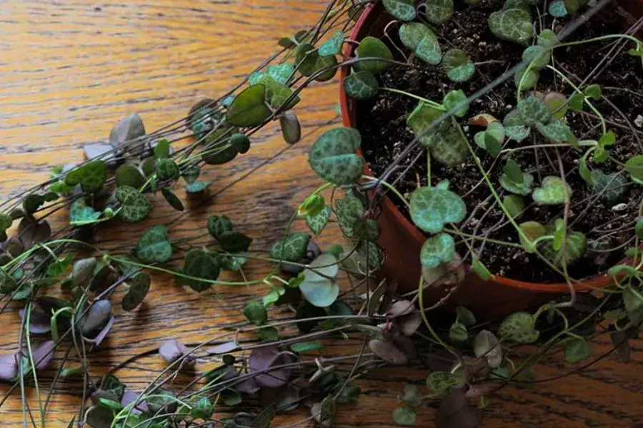 String of Hearts (Ceropegia woodii)