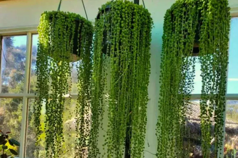 Three Hanging Succulents