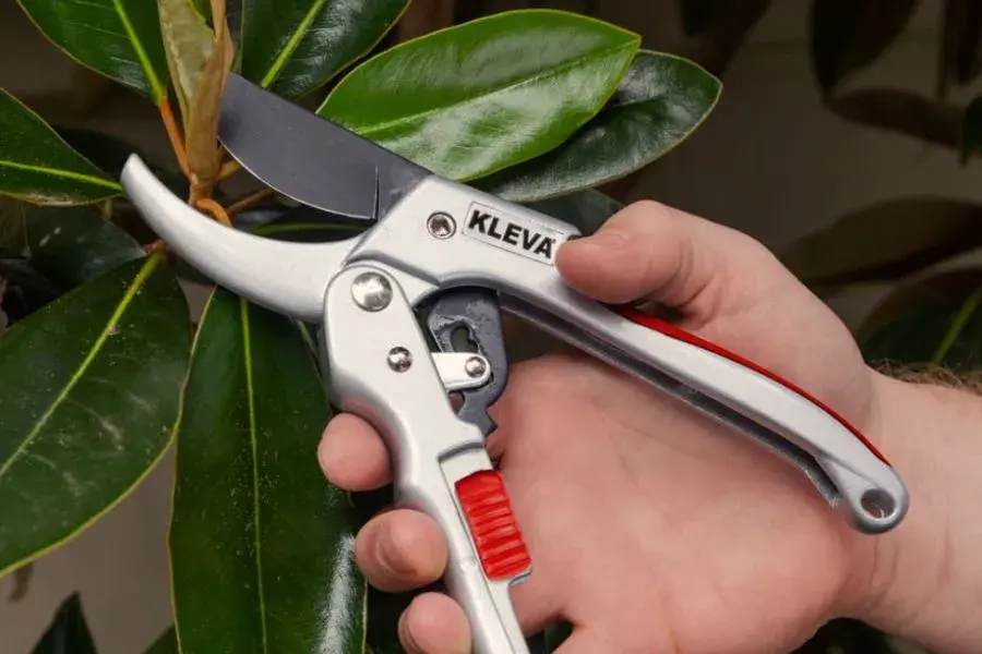 Japanese pruning shear, also known as secateur
