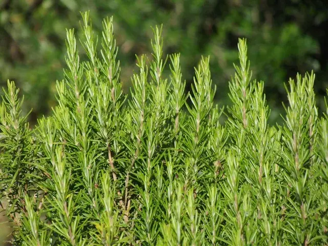 Rosemary plant as Mosquito repellent plant