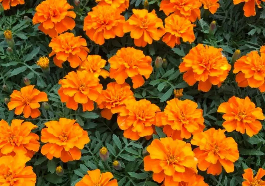 Marigold flowers Orange 